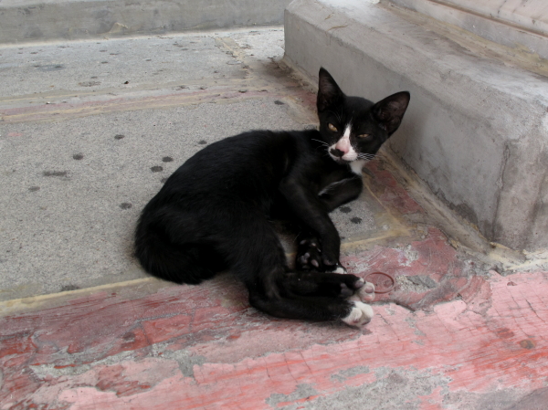 One of several temple cats naps in the afternoon heat